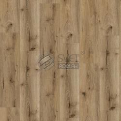 SPC 4129 Mombasa Oak