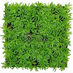 JANGAL MODULAR WALL - NATURE DESIGN FLORA 11104 Podocarpus Tea Tree